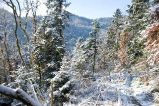 Gite Staufen - Thann - 5