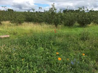Orchard Luxe Glamping Pod - 1