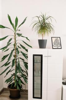 Apartman Stella - 6