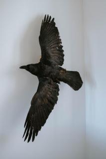 Ocean Views and Gorgeous Design in a Light-Filled 3 BDRM/1.5 Bath Village Home - 2