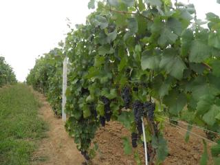 LE DOMAINE DU HIBOU - - 5