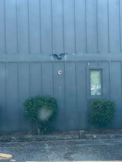 Pink flamingo/walk to beach w/ king bedroom - Myrtle Beach - 2