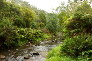 Tarra Valley Retreat - - 7
