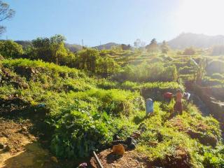 Misty Mountain Lodge Ohiya - 3