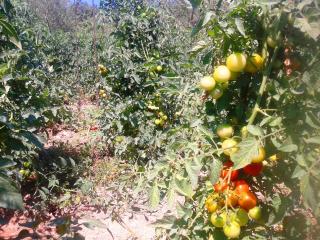 Marco & Andrea Agriturismo Collepina - 6