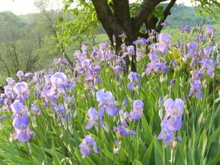 Villa il Giglio nel Chianti - 5