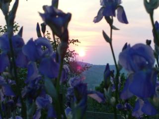 Villa il Giglio nel Chianti - 4