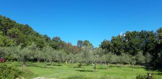 Agricampeggio Borgo Agna - San Giustino Valdarno - 5