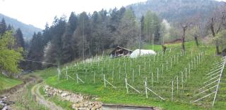 Neuhäusl-Hof - San Genesio Atesino - 1