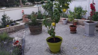 MAISON PROCHE PLAGE SUR BASSIN D ARCACHON - 2