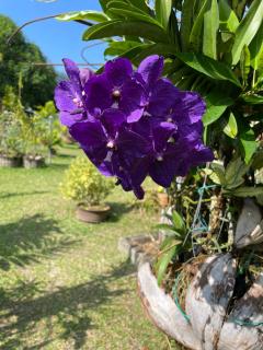 Orchid Sunset Guest House - Baie Lazare - Mahé - 4