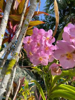 Orchid Sunset Guest House - Baie Lazare - Mahé - 5