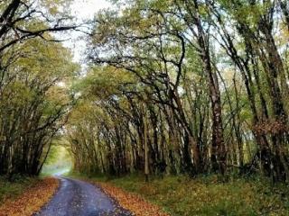 Gîte enchanteur avec déco sorciers, piscine, proche forêt et chemins de randonnée, idéal pour familles - FR-1-591-383 - 9