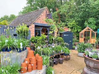 Banksiae - Tackley - 2