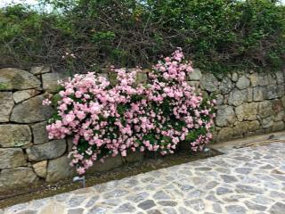 Villa Olivastra - Roccastrada - 1