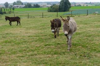 't prinsenhof Dranouter - Heuvelland - 1