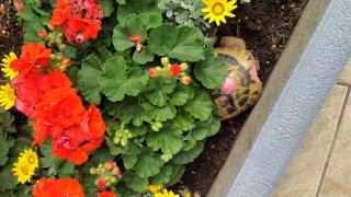 Apartments with parking space Novi Vinodolski - 20095 - 3