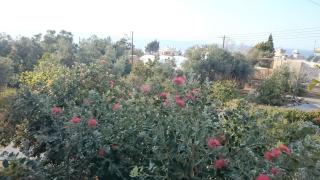 Maritsa's Roses Apartments - Pomos - 5