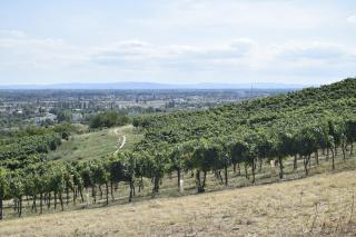 100qm comfort, family-friendly and top located - Guntramsdorf - 6