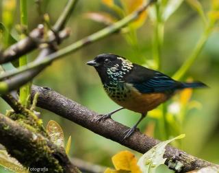 Reserva y Estancia Robles Mimosos Lodge - Cartago - 2