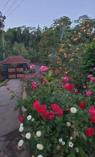 Villa Pondok Dauh Saba - 7