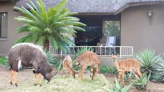 Leopard Rock Guest Lodge - Mica - 8