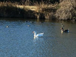 Mas des jours heureux aigues mortes - 3