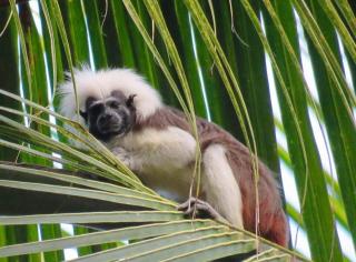 Cabaña la Hamaca Grande un encuentro con la naturaleza - 9