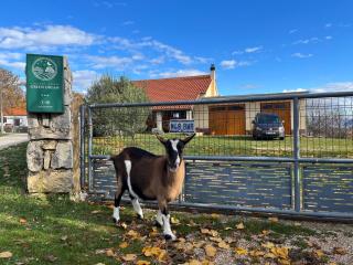 Holiday house Green Dream - Obrovac - 2