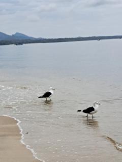 São Francisco do Sul - Vila da Glória - Falansterio dos Franceses - 3