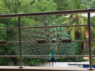 Dream Villa - Mirissa - 7