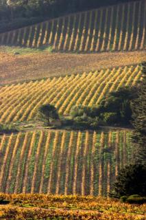 Mooiplaas Wine Estate - Stellenbosch - 7