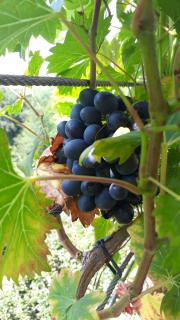 Apartmenthaus STYRIA - 1