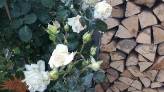 Apartmenthaus STYRIA - 2