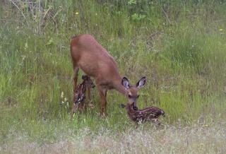 180º Puget Sound View - 3
