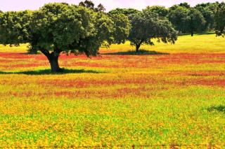 4 Persoons Woning met Zwembad. Rustig gelegen. - 6