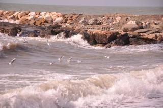 Sweet Cecina Mare - Cecina - 0