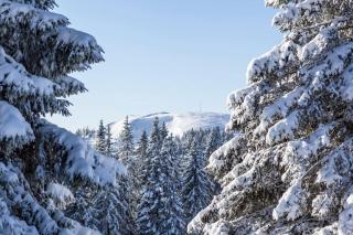 Waldblick Titisee (W2) + Hochschwarzwald Card - Titisee-Neustadt - 3