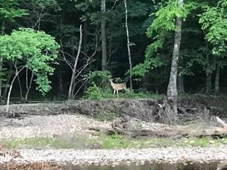 Collier Cabin - Norman - 6
