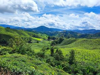 Muji Homestay @ The Retreat, Cameron Highlands - Cameron Highlands - 7