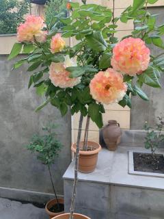 Yerevan Guest House - Yerevan - 5