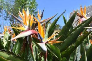 le Strelitzia 2 - Cilaos - 4