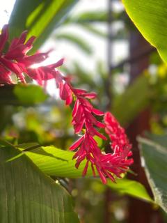 Hotel Del Aserradero - Liberia - 2