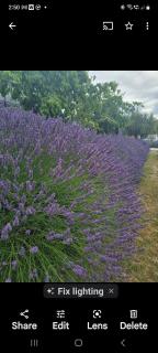 Alto on hedditch - 7