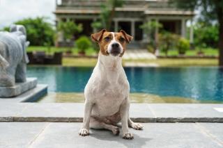 amã Stays & Trails Abhay Manor Kaali Toonk, Udaipur - 4