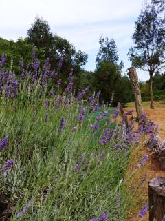 Agricamping Ponteraggio n.1 - 8