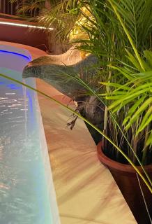 ABS Pool Condo - Nanwan - 5