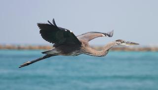 Coastal Tides at Enclave 403a - Destin - 7