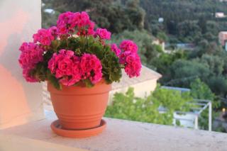 Sebastian's - Agios Gordios Beach - 9