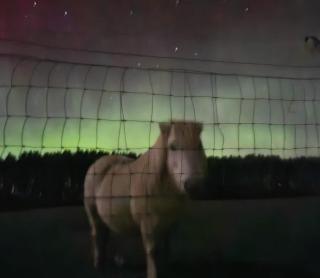 Delny Muir House - 3